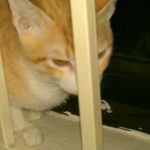 Hoshi on the window sill IMAG0432 150x150 An active Hoshi update