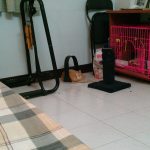Hoshi's play area IMAG0448 150x150 An active Hoshi update