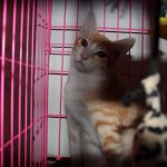 Hoshi, my American Shorthair Cat in Vietnam hoshiamericanshorthaircat2 150x150 A Photogenic Hoshi