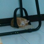 A Sleeping Hoshi