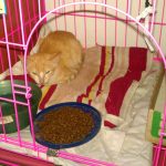 Hoshi - My American Shorthair Cat in Vietnam