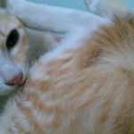 Hoshi - My Ginger American Shorthair cat in Vietnam