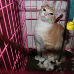 Hoshi, my American Shorthair Cat in Vietnam