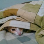 Hoshi under the covers