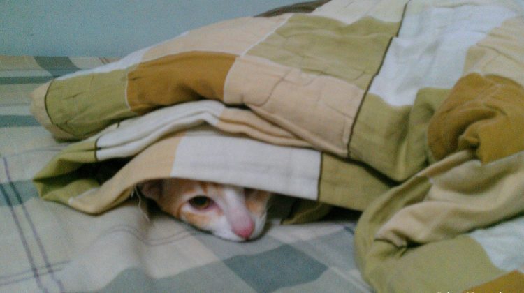 Hoshi under the covers