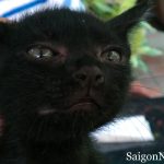 Kuro - Black cat