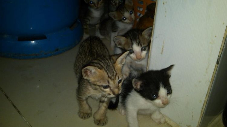 Saigon Kittens for Adoption