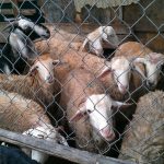 Halal sheep in Saigon